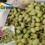 SEEDLESS GRAPE